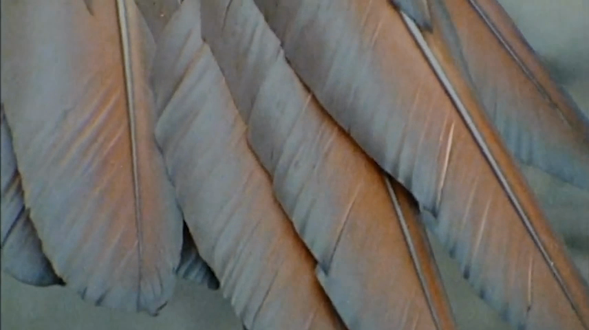 Tribute to Terrence Malick & Werner Herzog